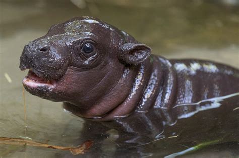endangered pygmy hippo  born   san diego zoo