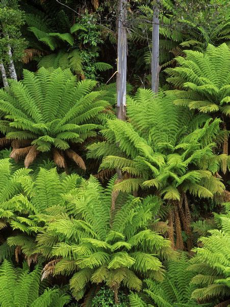 soft tree ferns dicksonia antarctica in west creek