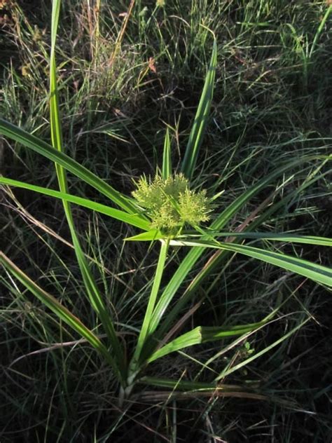 How To Get Rid Of Nutsedge Nut Grass