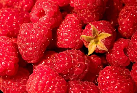 raspberry description fruit cultivation types facts britannica