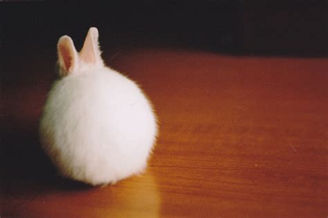adorable bunnies bunny cute fluffy image 133071 on