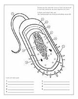 Bacterial Biologist sketch template