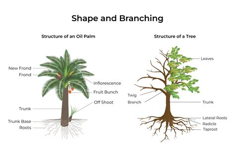 oil palm anatomy  ways  oil palm differs   typical tree