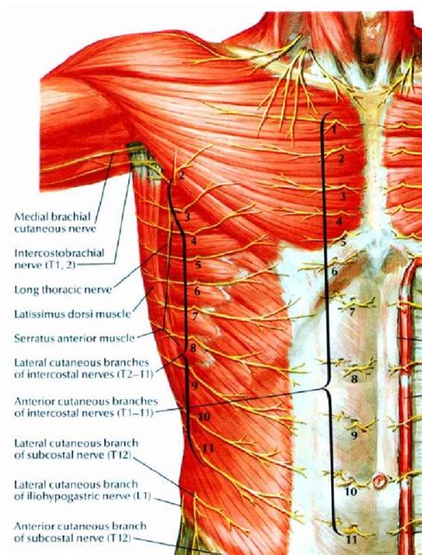 anatomy  chest wall filemediastinal structures  chest  ray