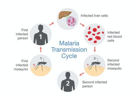 diagnostic test  malaria  spit  blood