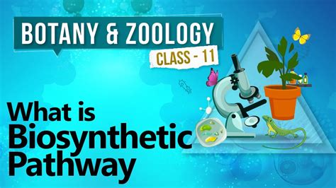 biosynthetic pathway biochemistry  cell biology class