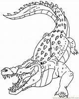 Crocodile Krokodil Ausmalbilder Cocodrilos Ausdrucken Colorir Jacare Lilo Ausmalbild Konabeun Crocodiles Stitch Buaya Webtech360 Poplembrancinhas Malvorlagen Letscolorit Coloringhome sketch template