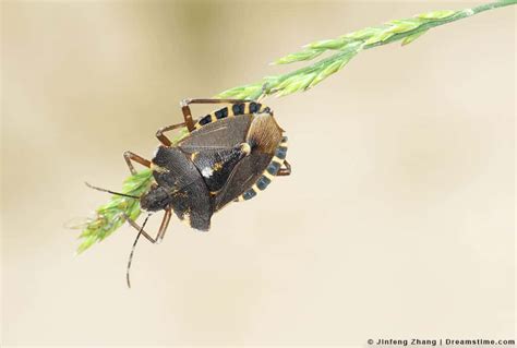 8 scents that stink bugs hate and how to use them pest pointers