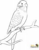 Budgie Coloring Pages Colouring Parakeet Bird Kids Parrot Drawing Finch Printable Colour Budgies Parakeets Birds Budgerigar Drawings Canary Stencil Parrots sketch template
