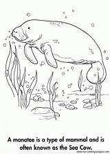 Manatee Coloring Pages Manati Sea Para Color Manatees Animal Colorear Sheets Book Cow Colouring Animals Adult Books Alzheimers Dibujos Gif sketch template