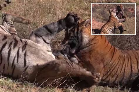 incredible up close clip captures two tigers fighting for