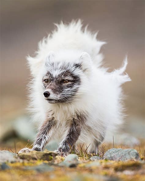 Arctic Fox Pup Has Some Fluffy Fur 🔥 Natureisfuckinglit
