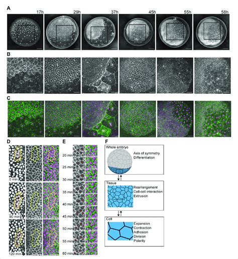 developing multicellular architecture   p tepidariorum embryo  scientific