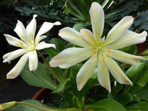 10 Flower Seeds Lewisia Tweedyi Tweedys Lewisia Easy To Grow Rbse61