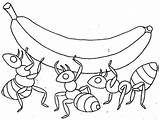 Coloring Ants Lifting Together Ant Banana Pages Three Work sketch template