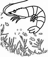 Shrimp Coloring Clipart Pages Fish Clip Drawing Cute Seafood Simple Webstockreview Cool Kids Caridea Animals sketch template