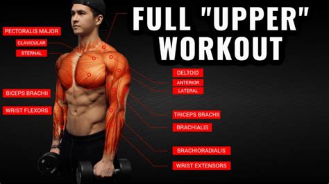 upper body workout routine  exercises