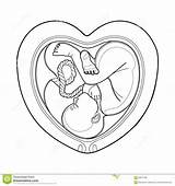 Womb Coloring Fetus Designlooter 1300 9kb sketch template