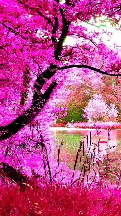 pink nature wallpapers top  pink nature backgrounds wallpaperaccess