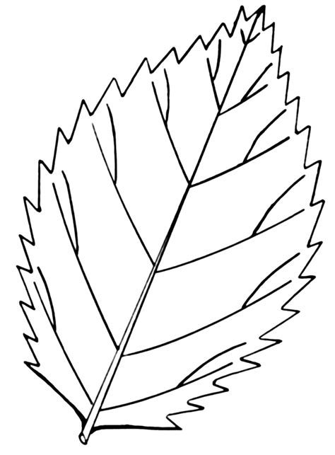 vector leaf coloring pages adult images leaf coloring pages