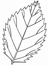 Leaf Coloring Pages Adult Vector Leaves Newdesign Printable Via sketch template