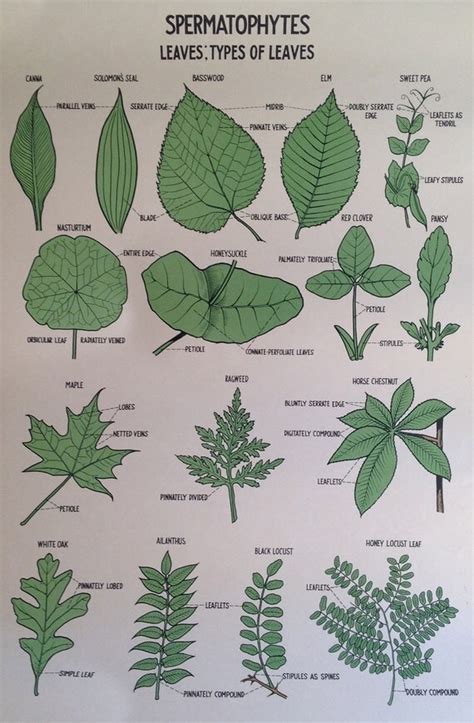 large botanical print school science chart  whilesjssleeping