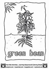 Coloring Beans Green Bean Plant Growing Cycle Life Library Clipart Pages Vegetable Popular sketch template