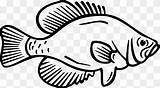 Crappie Pngwing sketch template