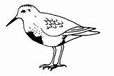 Coloring Sandpiper Designlooter 04kb 421px Clipart Wildlife sketch template
