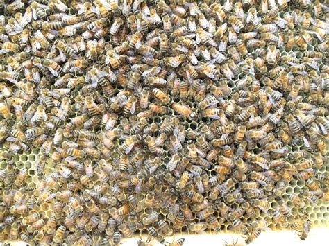 honingbij queen bee bijenkorf gratis foto op pixabay