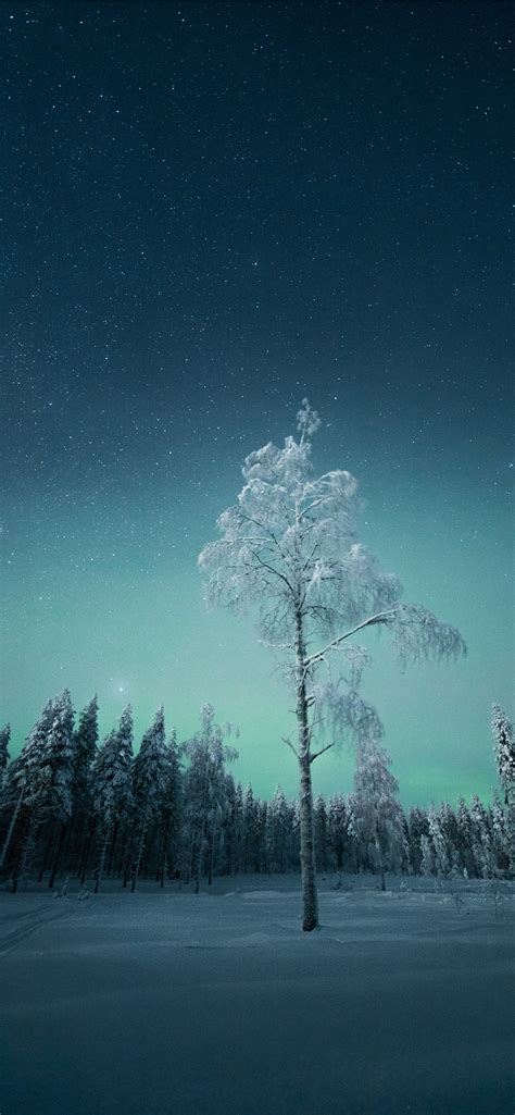 green trees  blue sky  night time iphone wallpapers