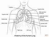 Lungs Coloring Human Anatomy Printable Pages Colouring Science Body Book Printables Kids sketch template