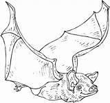 Colorare Rats Pipistrello Disegno Caverna Grotta Nella Chiroptera sketch template