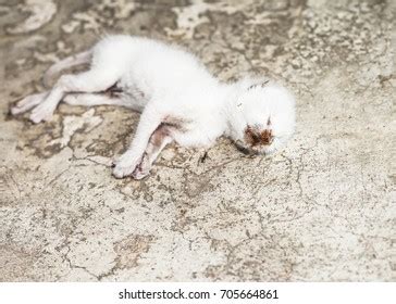 dead kitten stock  images photography shutterstock