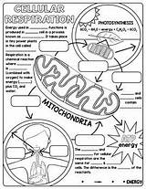 Respiration Cellular Notes Biology Photosynthesis Worksheet Ciencias Intermedia Escuela Ancho Inb Spracherwerb Diagram Respiracion Anaerobic Middle Mitosis Meiosis Biología Biologie sketch template