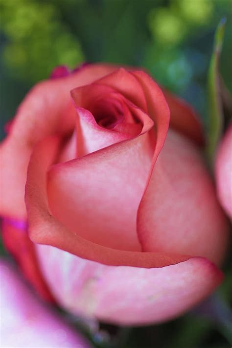 elegant rose photograph  michelle wenkheimer fine art america