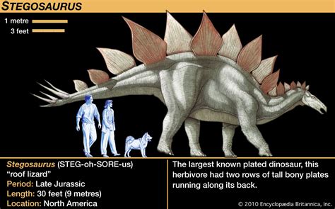 stegosaurus description size plates facts britannica