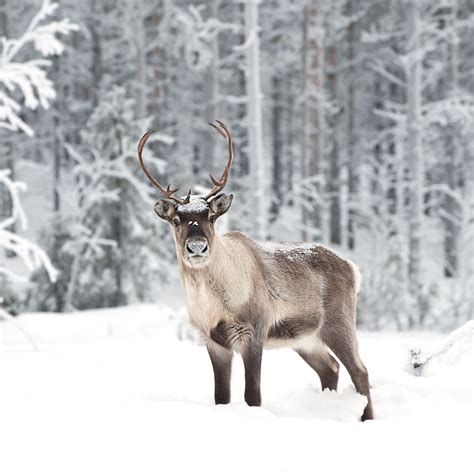 interesting facts  reindeer haydens animal facts