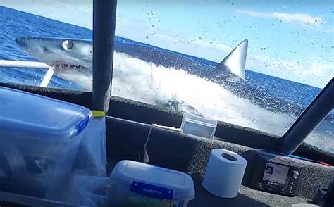 jumping  shark huge mako shark jumps  deck  fishing boat