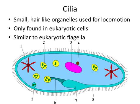 cilia  flagella  cell structure powerpoint    id