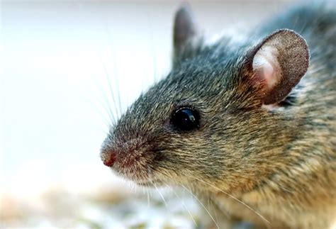 photoswitch drug lets blind mice  futurity