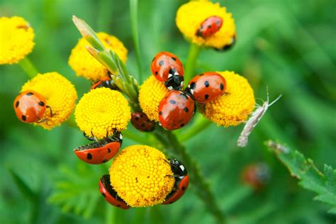 beneficial insects   garden   attract
