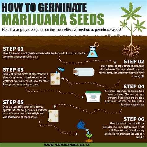 germinate marijuana seeds marijuana sa