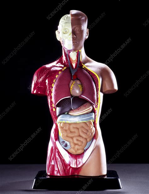 anatomical model stock image p science photo library