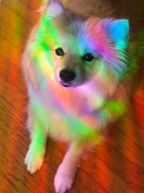 rainbow dog rainbow dog rainbow light   rainbow colorful