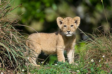 lion cub   debut  zoo miami picture cutest baby animals    world abc news