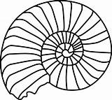 Outline Seashell Shell Clip Clipart sketch template