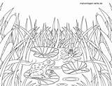 Frosch Malvorlage Teich Ausmalbild Malvorlagen Tegning Ausmalbilder Fro Schilf öffnen Großformat Akande sketch template