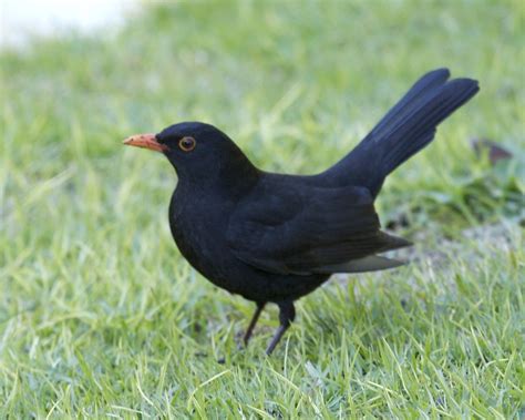 common blackbird male common blackbird male turdus merul flickr