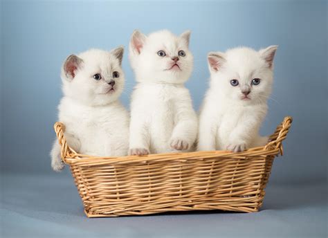 fonds d ecran chat domestique chatons blanc panier en osier trois 3 animaux télécharger photo